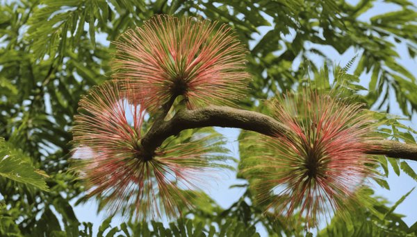 Guide pratique pour réussir la taille sévère de l'albizia